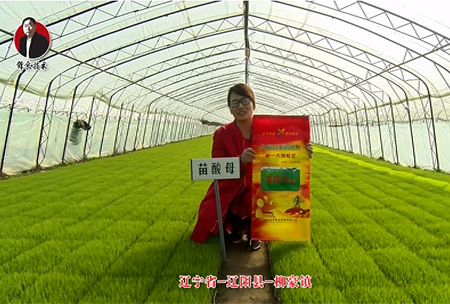 遼寧省-遼陽縣-桺豪鎮-苗痠母