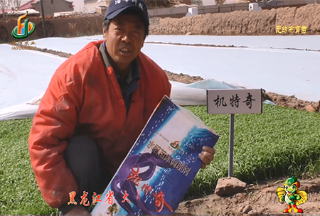 大慶 太康鎮(zhen)1